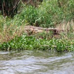 Tail of a large crocodile, approximately 14 feet