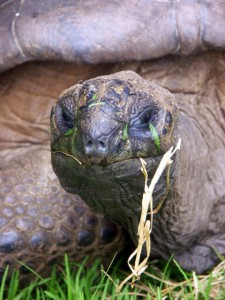 grassface